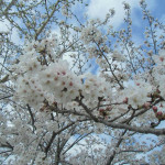 満開の桜 (2)