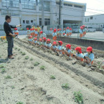 野菜の苗植え (2)